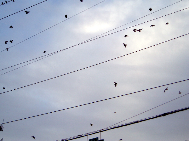 Kabel im Vordergrund mit vielen Vögeln, die am Himmel zwischen den Wolken fliegen.