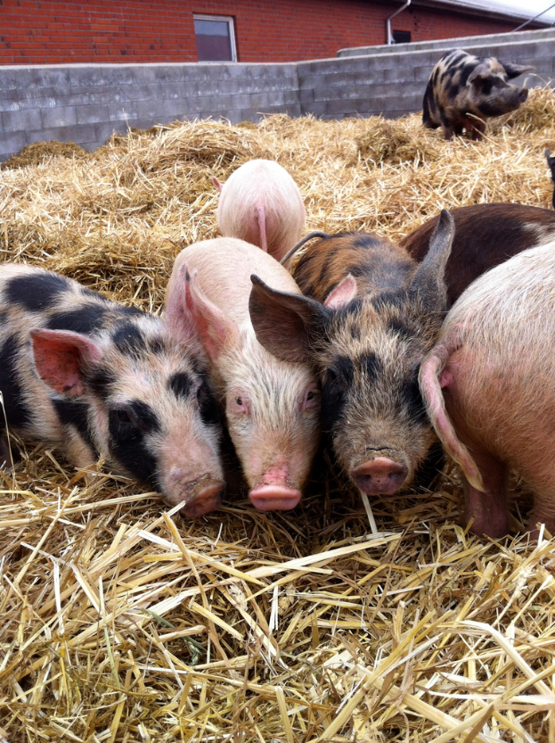 Schweine in der Mitte eines Bildes mit trockenem Gras unten, ein Haus im Hintergrund und eine Wand.
