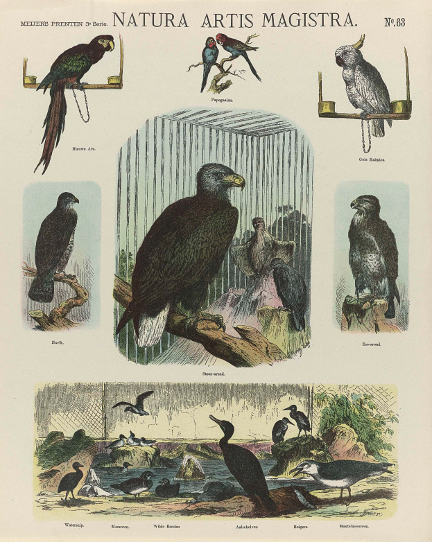 Ein Buchumschlag mit verschiedenen Vögeln, darunter ein Adler und ein Papagei, mit Text darauf.