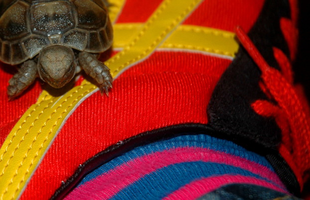Eine Schildkröte liegt auf einem bunten Tuch.