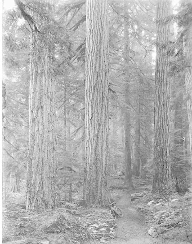Schwarzes und weißes Foto eines Pfades, der sich durch hohe Rotbuchen schlängelt, mit einem geparkten Fahrrad, saftig grünem Gras und Text unten.