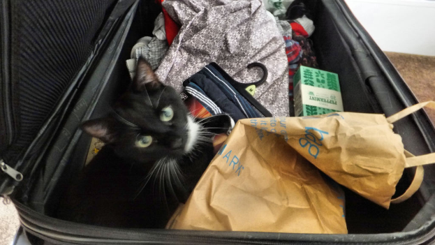 Ein Koffer mit einer Katze darin und Kleidung drumherum.