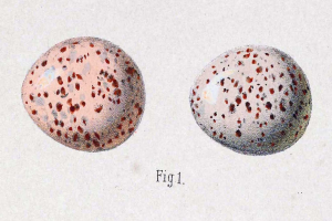Eine Zeichnung von zwei Eiern mit roten Punkten auf einem weißen Hintergrund, mit Text, der auf das frühe 20. Jahrhundert hinweist.