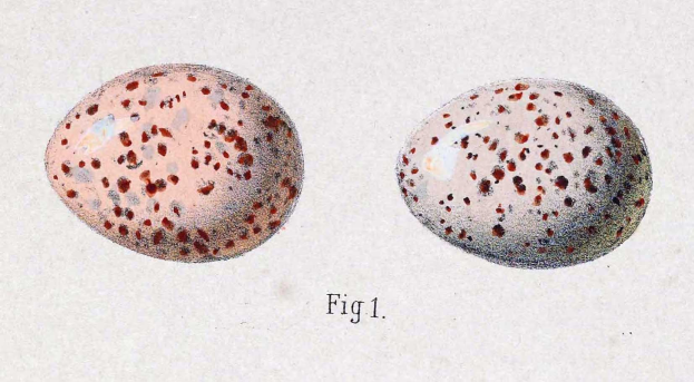 Eine Zeichnung von zwei Eiern mit roten Punkten auf einem weißen Hintergrund, mit Text, der auf das frühe 20. Jahrhundert hinweist.