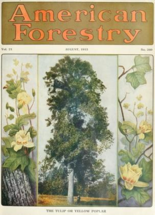 Titelbild der *American Forestry Magazine* aus August 1915 mit leuchtenden Illustrationen von Bäumen, Blumen und Laub.