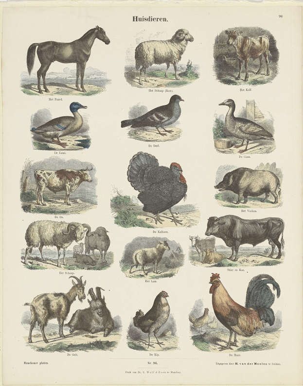 Ein Kinderbuch mit Illustrationen von einem Pferd, einer Ente, einem Huhn und anderen Bauernhoftieren neben Text.