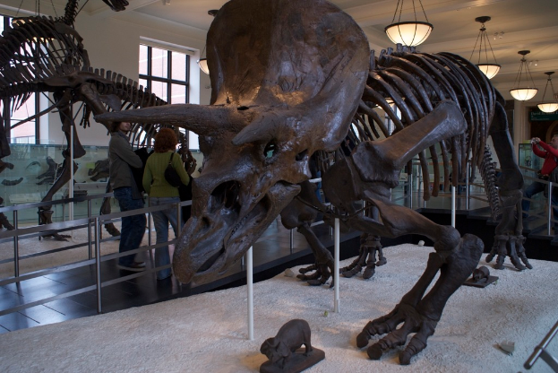 Eine Dinosaurier-Ausstellung in einem Museum mit einem Eisengeländer davor, zwei Menschen, die daneben gehen, eine weiße Wand und Fenster dahinter und Lichter oben auf dem Bild.