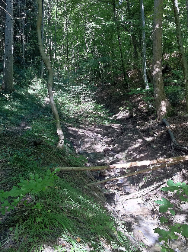 Ein gewundener Pfad durch einen schattigen, bewaldeten Bereich mit hohen Bäumen und leuchtenden Pflanzen, mit Text am unteren Rand.