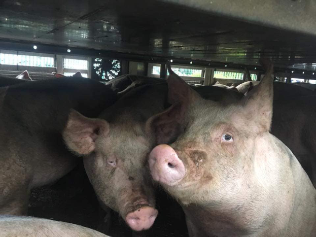 Eine Gruppe von Schweinen steht zusammen in einem Stall, die besorgt aussehen, mit einem Schuppen und Fenstern im Hintergrund.