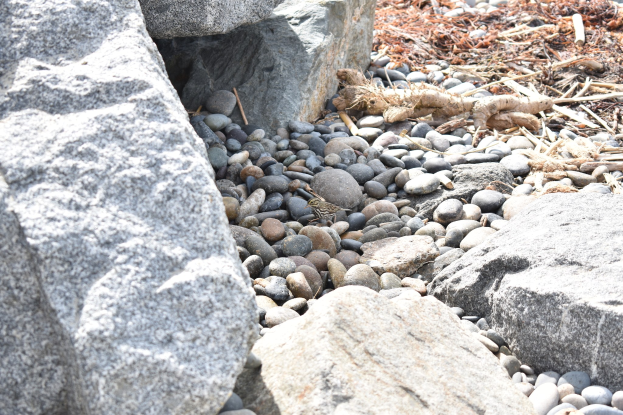 Ein steiniger Strand mit verstreuten Steinen und Kieseln, der eine kleine Eidechse zeigt, die auf einem Stein sitzt, und trockenes Laub und Zweige im Hintergrund.