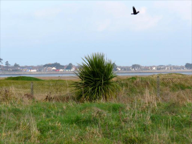 Eine grasbewachsene Landschaft mit fernen Häusern und Bäumen, eine Netzstruktur mit Pflanzen im Vordergrund und ein Vogel am Himmel.