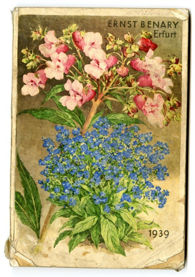 Ein detailliertes Gemälde einer Pflanze mit pinken und blauen Blumen auf dem Cover eines alten Buches mit sichtbarem Text.