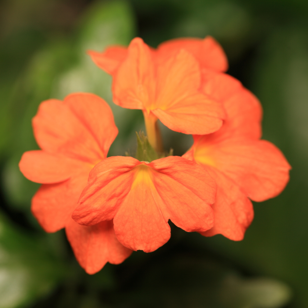 Ein Nahaufnahme-Foto von leuchtend orangefarbenen Blumen.