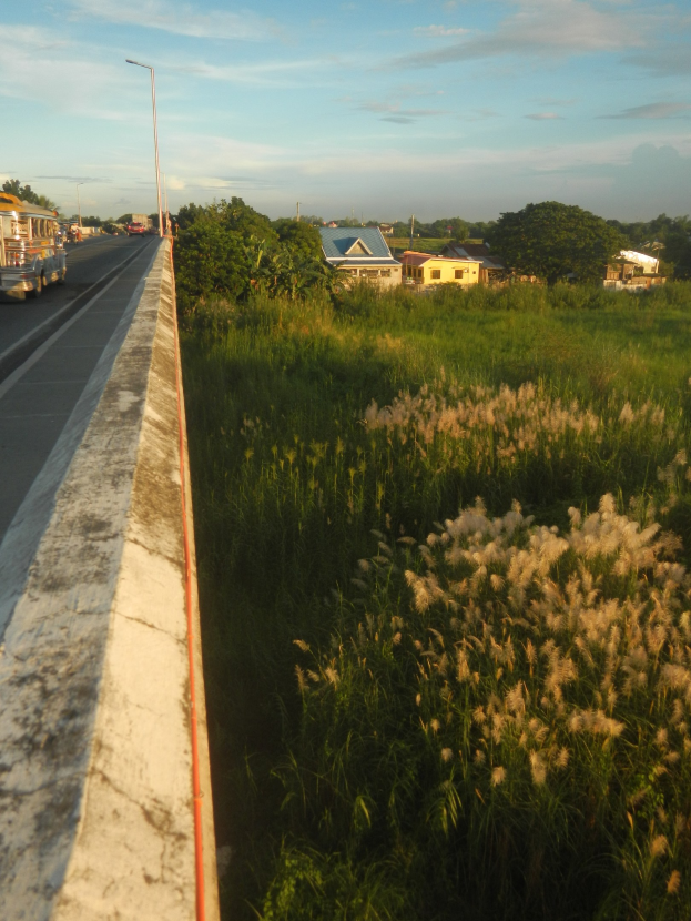 Ein Bus fährt auf einer Straße entlang, die von hohem Gras, Bäumen, Strommasten und Häusern gesäumt ist, unter einem bewölkten Himmel.